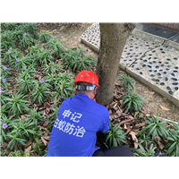 白蚁诱杀箱|南宁专业白蚁防治