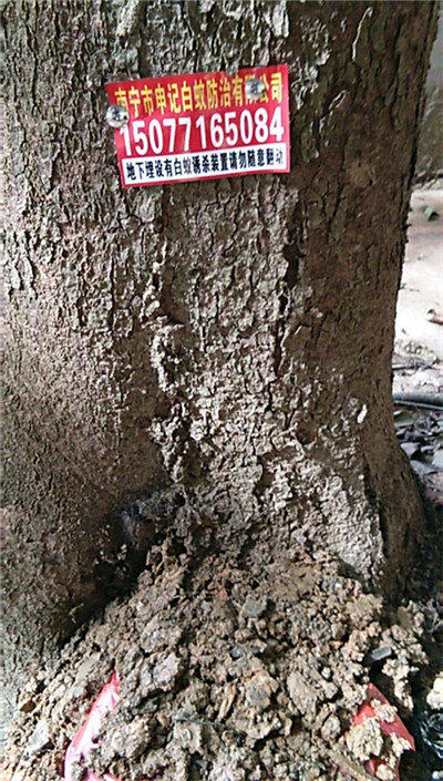 白蚁诱杀箱-南宁白蚁预防