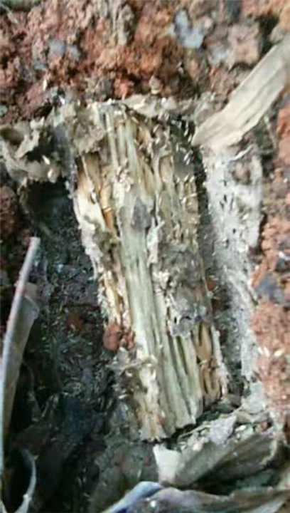 南宁白蚁防治专区