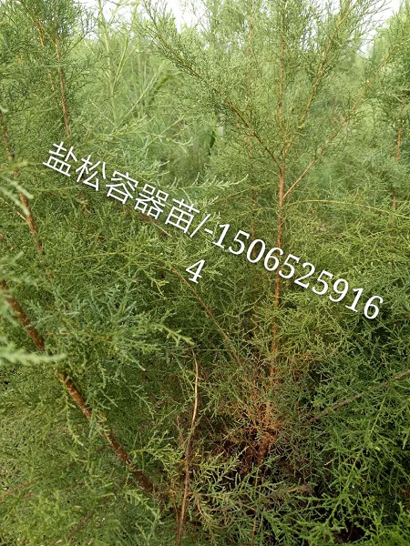 盐松容器苗 