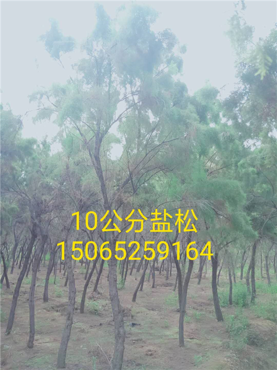 10公分盐松、山东柽柳基地 