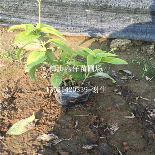 广东大花芦莉价格、广东大花芦莉基地