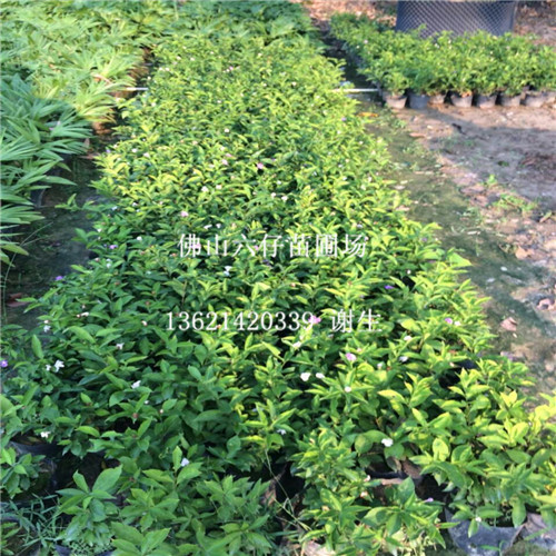 深圳双色茉莉、广州双色茉莉、东莞双色茉莉