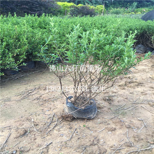 六月球-深圳六月球-深圳六月球价格