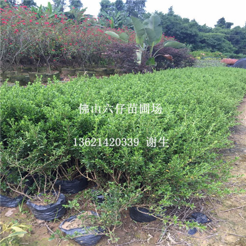 广东六月球供应-中山六月球出售