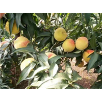 宜宾黄桃苗|宜宾黄桃苗基地