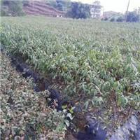 宜宾黄桃苗|宜宾哪里有黄桃苗