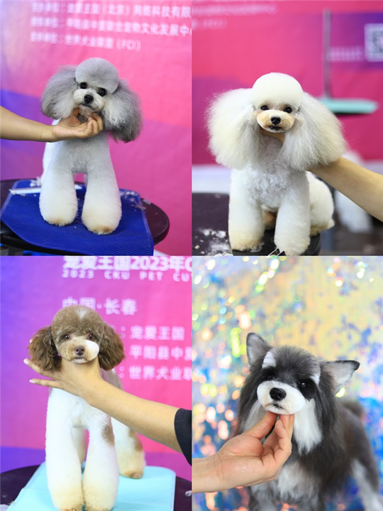 长春宠物美容培训学校