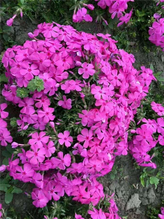丛生福禄考芝樱（粉毯）辽宁丛生福禄考 