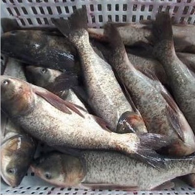 上海鲢鱼苗|上海鱼苗养殖 