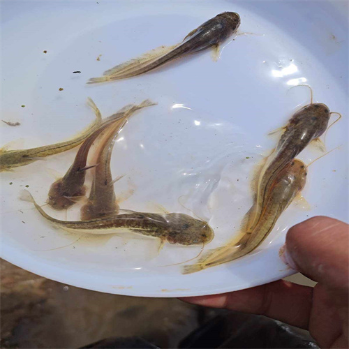 上海淡水鱼苗-鱼苗供应