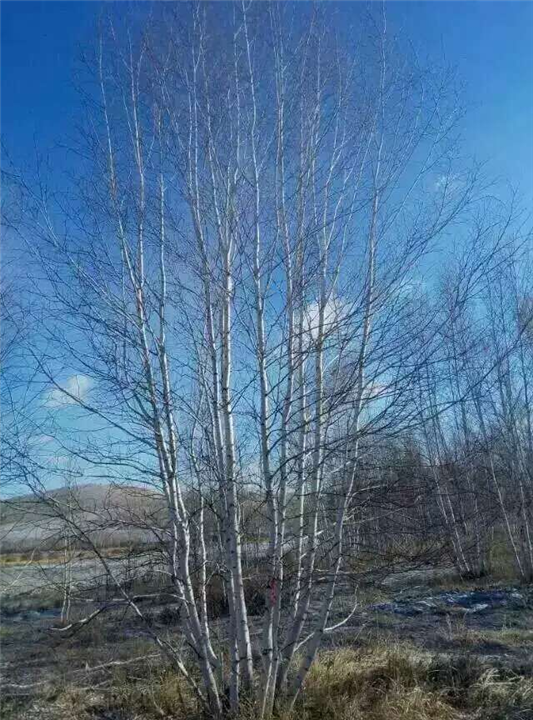 长春花灌木 