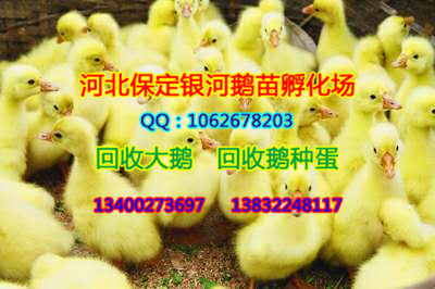 河北商品鹅|保定商品鹅