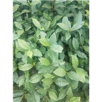 名山早311茶苗基地_达州龙井43号茶苗 