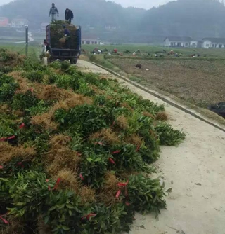 四川茶苗基地@茶苗基地@四川茶树苗 