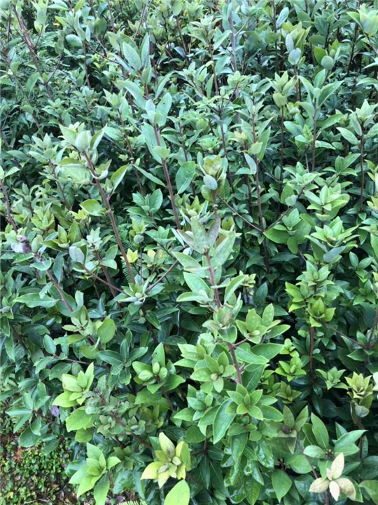 中茶302茶苗价格_成都名山白毫131茶苗 