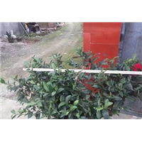 湖南福鼎大白茶苗 