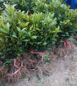 龙井43号茶苗@龙井43号茶树苗 