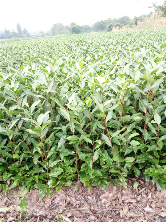 湖南大型苗木种植基地 