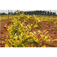 甘肃黄金茶苗价格\甘肃黄金茶苗基地 