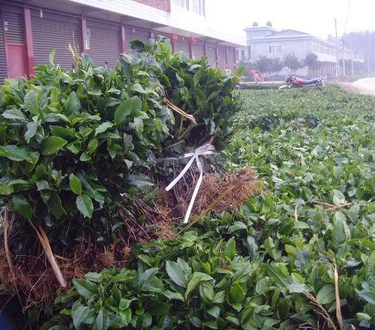 出售名选131茶苗@贵州名选131茶苗批发 