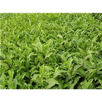 批发福鼎大白茶苗|四川福鼎大白茶苗基地 