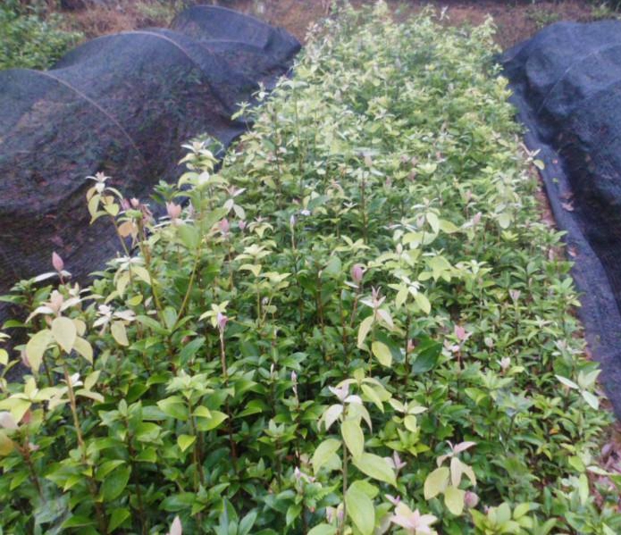 四川出售老鹰茶苗@四川老鹰茶苗批发 