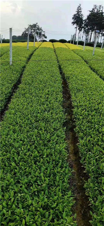 江苏福鼎大白茶苗 