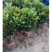 龙井43号茶苗@龙井43号茶树苗 