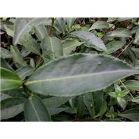 四川茶苗基地\四川梅占苗价格 