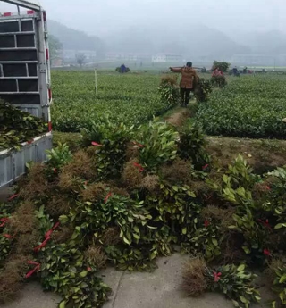 楮叶齐茶苗基地@楮叶齐茶苗@茶苗基地 