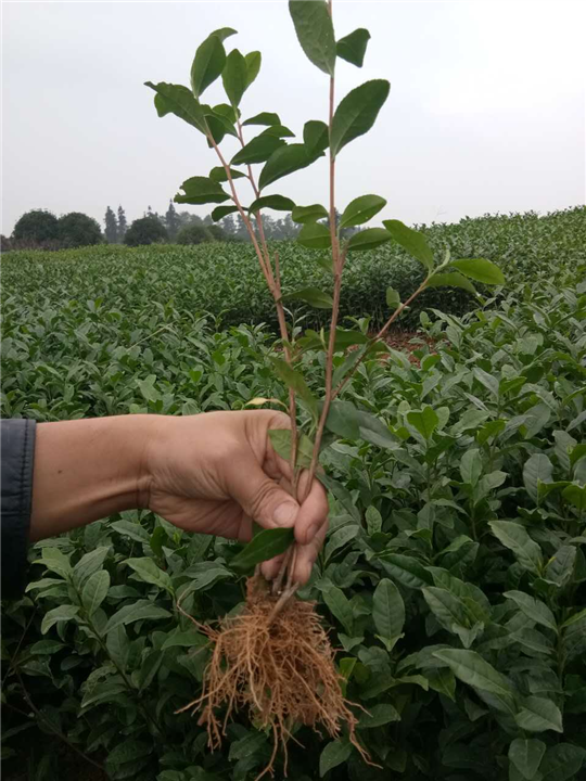 陕西茶苗-陕西茶苗价格 