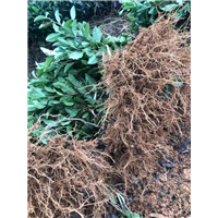 广东茶苗杯苗 