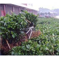 出售名选131茶苗@贵州名选131茶苗批发 