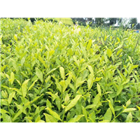 湖南茶苗杯苗 