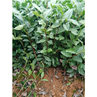 湖南茶苗-茶苗价格多少 