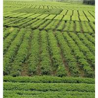 龙井43号茶苗@龙井43号茶苗基地！！ 