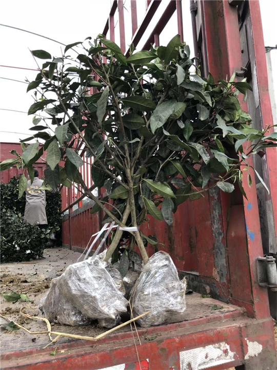 上海茶苗价格-上海茶苗批发-上海茶苗基地 