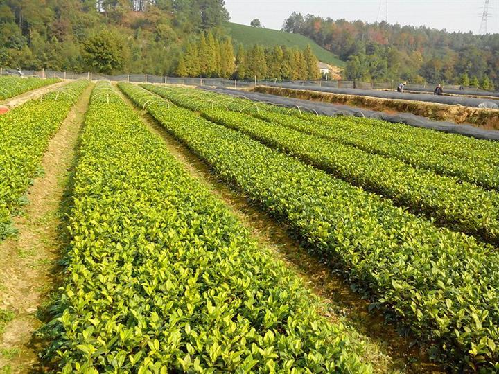 四川黄金茶苗基地，四川黄金茶苗出售 