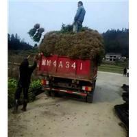 四川茶苗基地@楮叶齐茶苗基地@龙井43号 