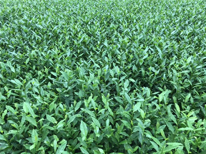 四川茶苗哪里有卖-老鹰茶苗茶苗批发价格 