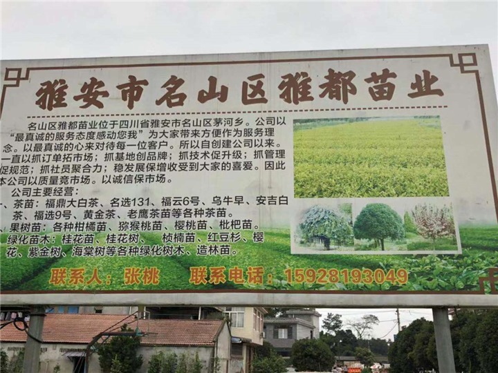 四川茶苗哪里有卖 