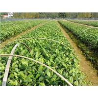 大量供应安吉白茶苗，湖南安吉白茶苗 