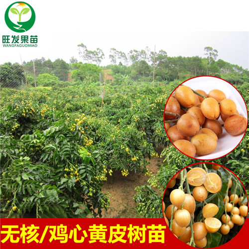 广西鸡心黄皮苗