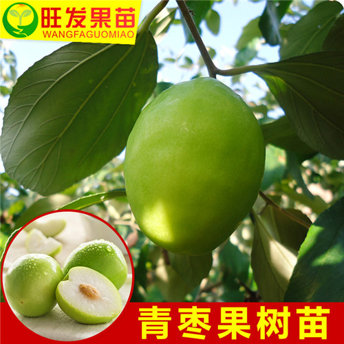 深圳台湾青枣苗