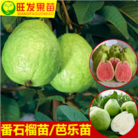 惠州番石榴苗 