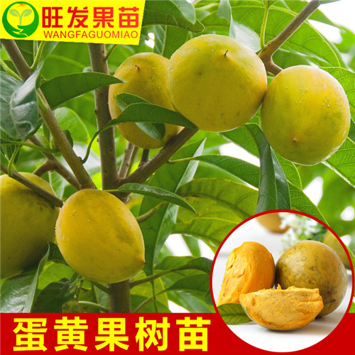 广东蛋黄果苗