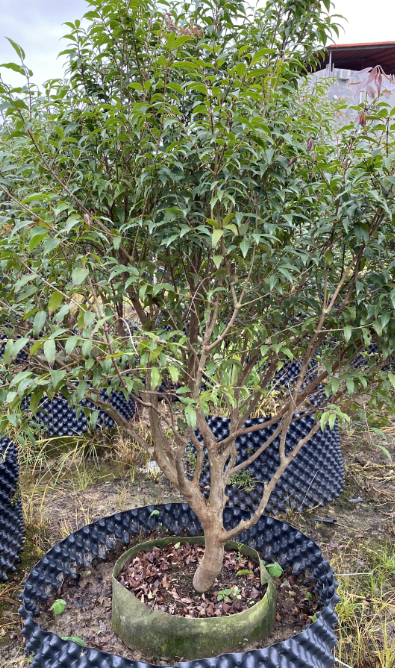 惠州阿根庭嘉宝果