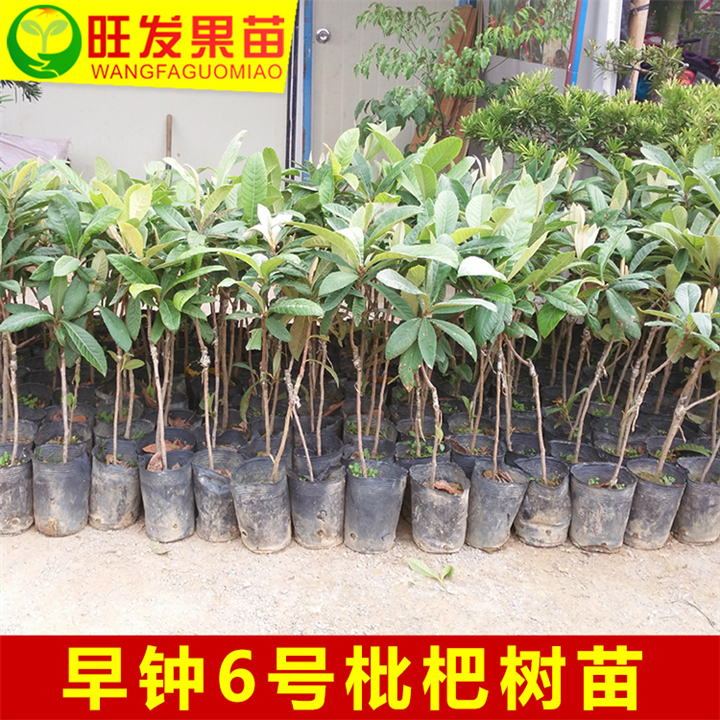 广东早钟6号枇杷苗