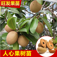 云南人心果苗 